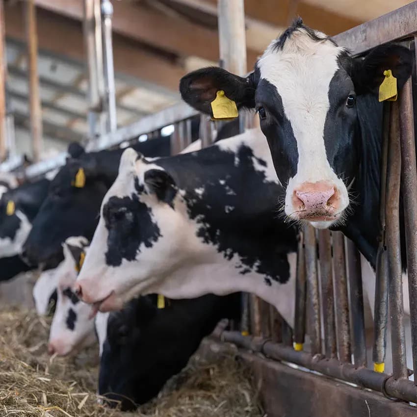 GRAWE Versicherungsschutz für Viehhaltung und Ackerbau